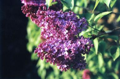 lilac2