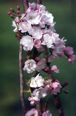 blossom1