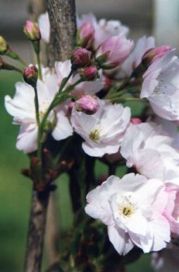 blossom2