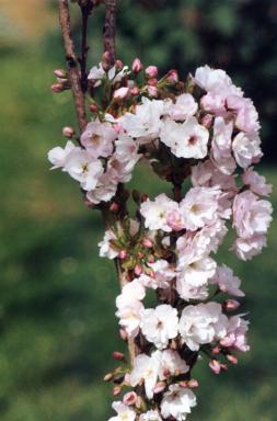blossom3