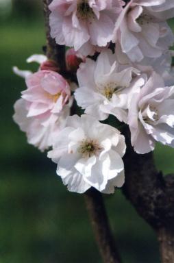 blossom4