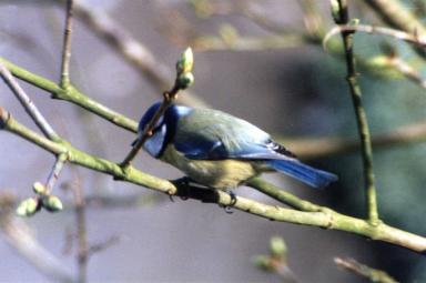 bird