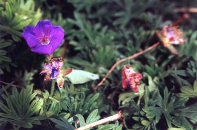 purpleflowers
