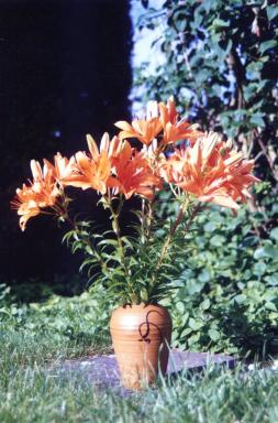 vase