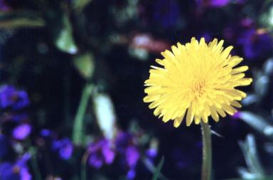 dandelion