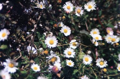 daisies