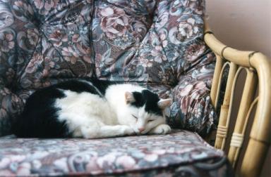 kittyinbamboochair