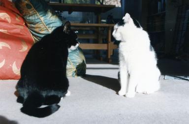 catsfacingoff