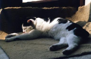 kittyonmat