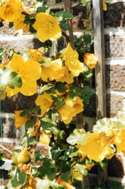 yellow1