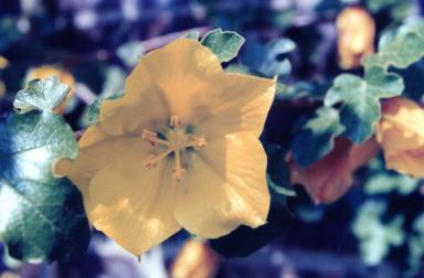 yellow2