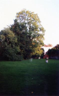lawn