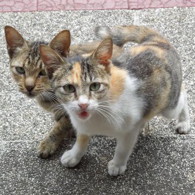 threecats2