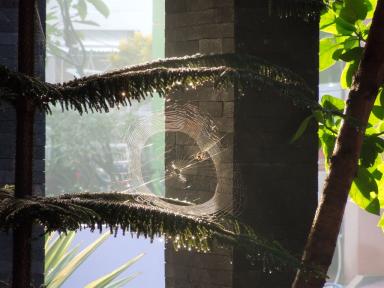 spider