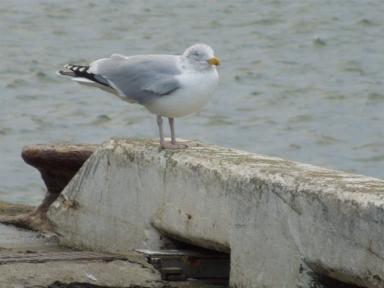gull
