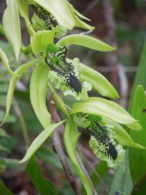 blackorchid