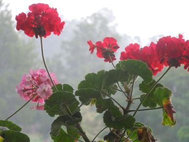 hotelflowers