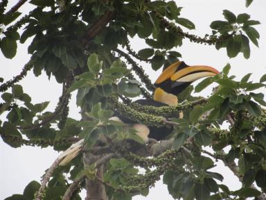 hornbill2