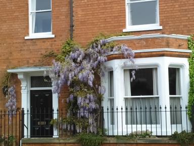 wisteria