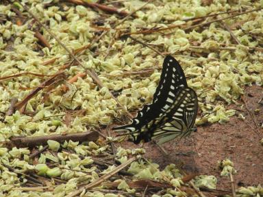 butterfly