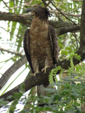 eaglething