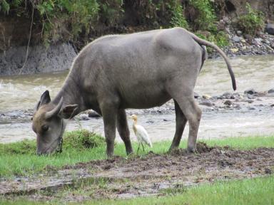 buffalo