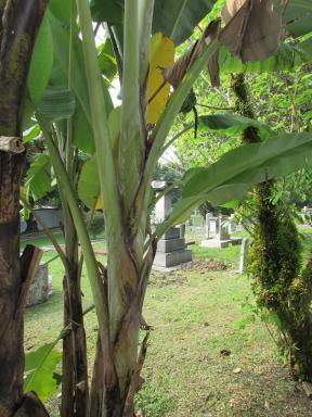 japanesegrave1