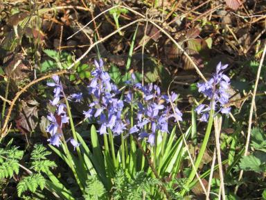bluebells