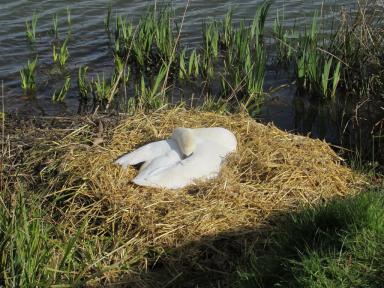 swannest