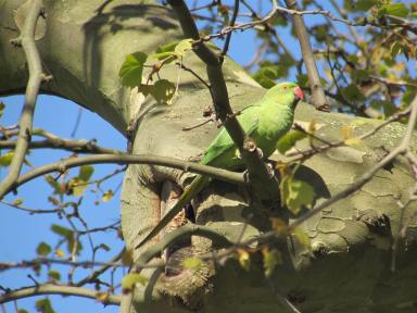 parrot