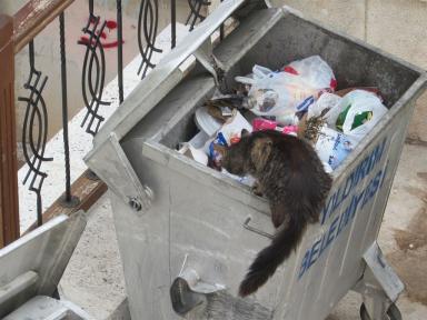 bincat