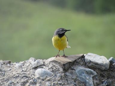 yellowbird