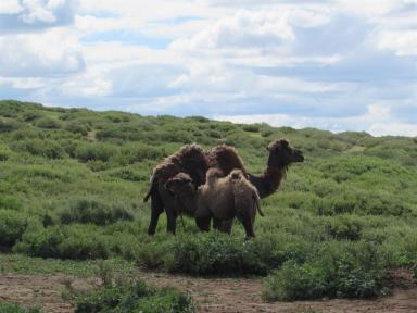 mongolia2