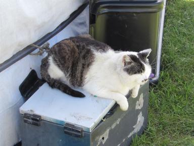 curdcat