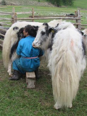 milkingyak