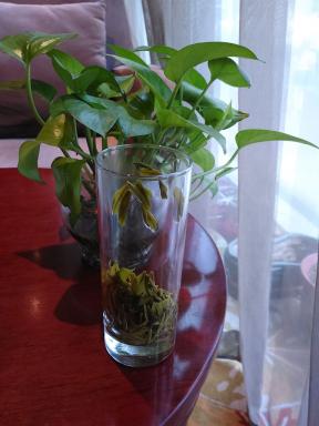 greentea