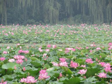 waterlilies