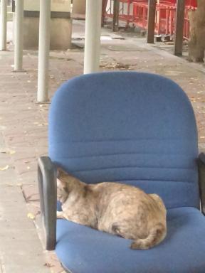 catchair