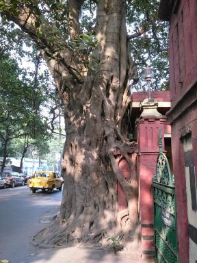 treeshrine