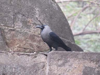 crow