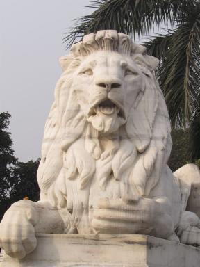 lion