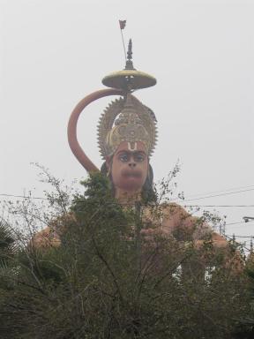 delhimonkey