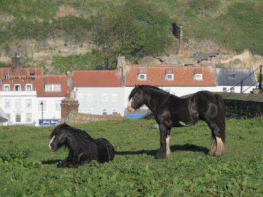 horses