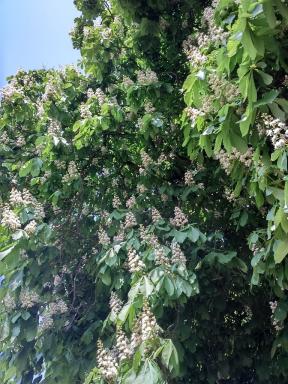 horsechestnut