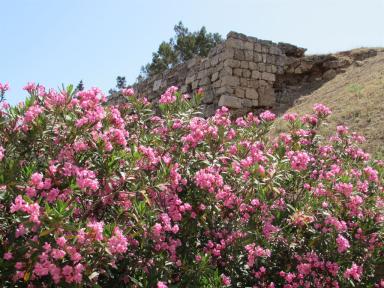 flower&walls