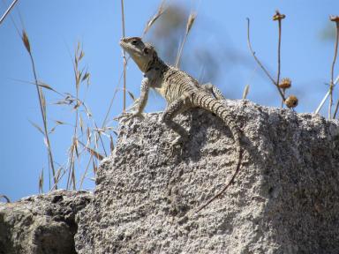 lizard