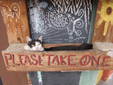 catinbox