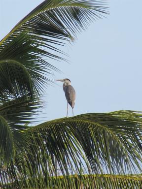 herononpalm