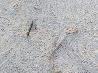 crabtracks