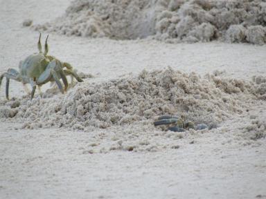 emergingcrab
